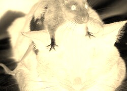 Sepia + Negatyw