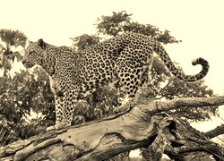 Sepia