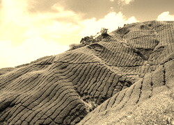 Sepia