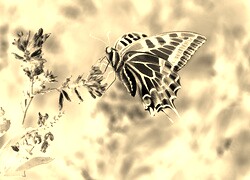 Sepia + Negatyw