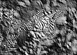 Skamielina