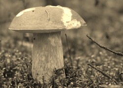 Szary + Sepia