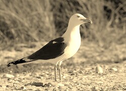Szary + Sepia