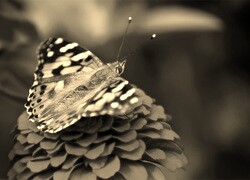 Szary + Sepia