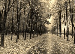 Szary + Sepia
