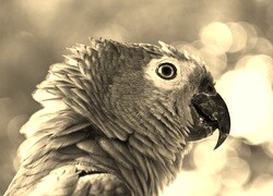 Szary + Sepia