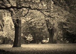 Szary + Sepia