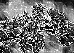 Skamielina