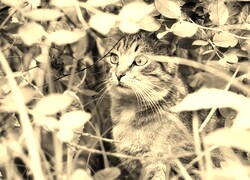 Szary + Sepia