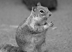 Szary