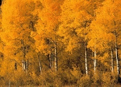 Oryginalny obrazek