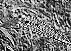 Skamielina