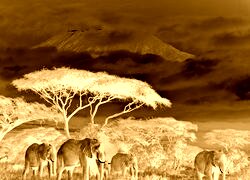 Sepia + Negatyw