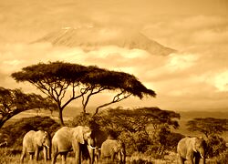 Sepia