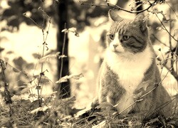 Sepia