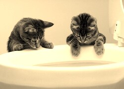 Szary + Sepia