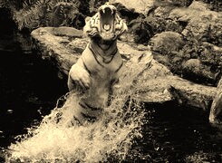 Szary + Sepia
