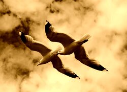 Sepia