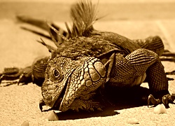 Sepia