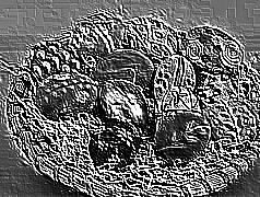 Skamielina