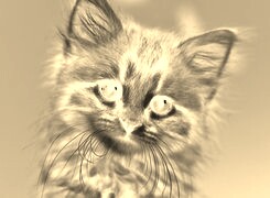 Sepia + Negatyw