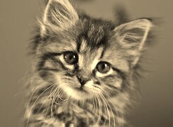 Szary + Sepia