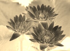 Sepia + Negatyw
