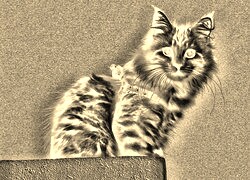 Sepia + Negatyw
