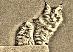 Sepia