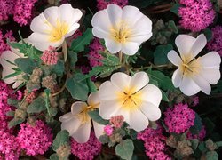 Oryginalny obrazek
