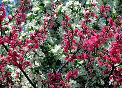 Oryginalny obrazek