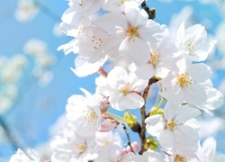 Oryginalny obrazek