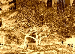Sepia + Negatyw