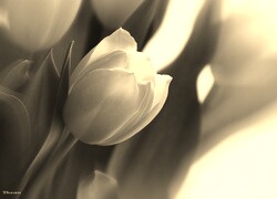 Szary + Sepia