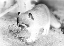 Szary + Negatyw