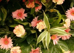 Oryginalny obrazek