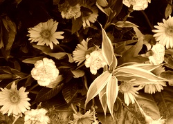 Sepia