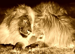 Sepia + Negatyw