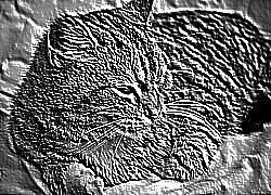 Skamielina