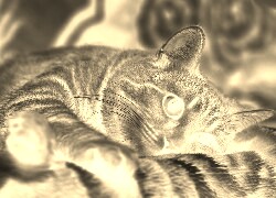 Sepia + Negatyw