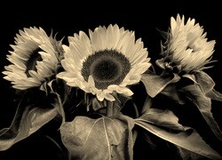 Szary + Sepia
