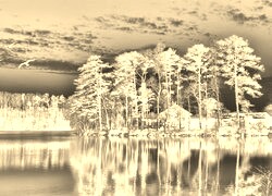 Sepia + Negatyw