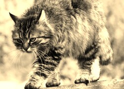 Szary + Sepia