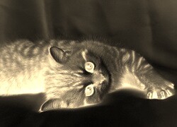 Sepia + Negatyw