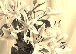 Szary + Sepia