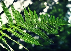 Oryginalny obrazek