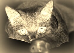 Sepia + Negatyw