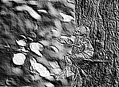 Skamielina
