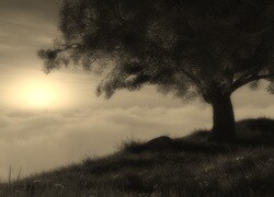 Szary + Sepia