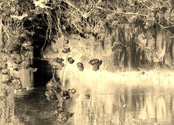 Sepia + Negatyw